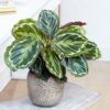 Calathea-Roseopicta-2-pli Rose-Painted Calathea Plant