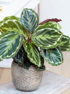 Rose-Painted Calathea Plant