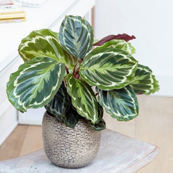 Calathea-Roseopicta-2-pli Rose-Painted Calathea Plant