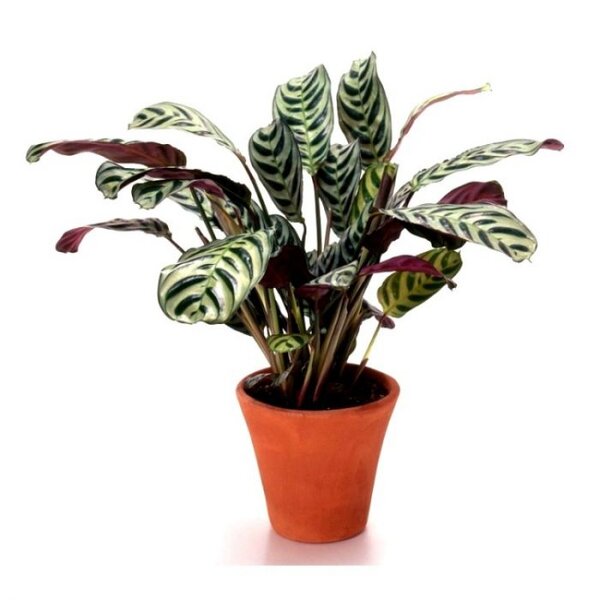 Calathea-Roseopicta-3-pli Rose-Painted Calathea Plant