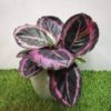 Calathea-Roseopicta-4-pli Rose-Painted Calathea Plant