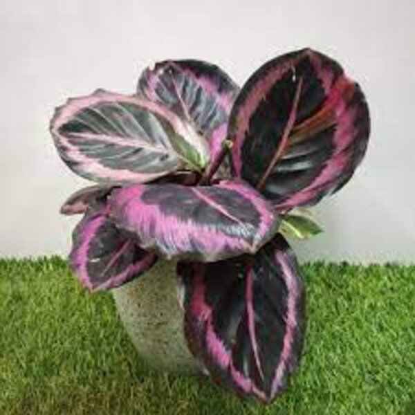Calathea-Roseopicta-4-pli Rose-Painted Calathea Plant