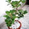 China Bot Plant