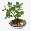 China Bot Plant