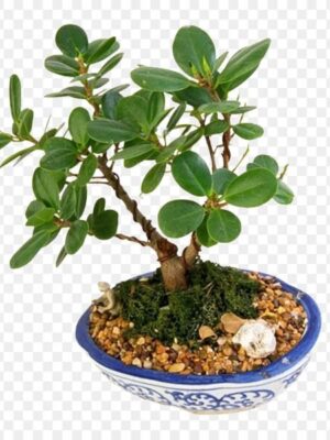 China Bot Plant