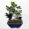 China Bot Plant