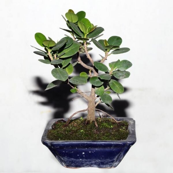 China Bot Plant