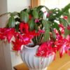 Christmas Cactus Plant