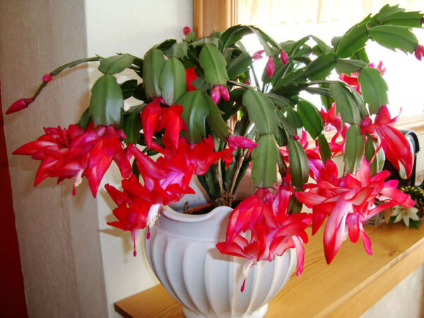 Christmas Cactus Plant