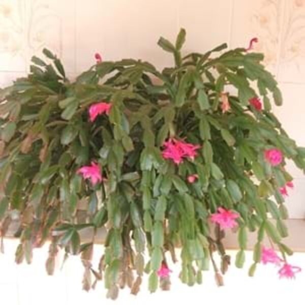 Christmas Cactus Plant