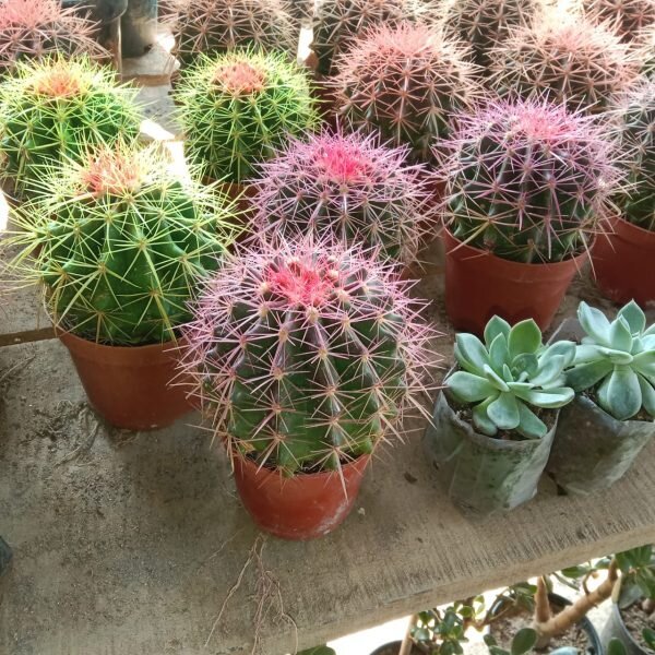 Colored Barrel Cactus Plant