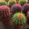 Colored Barrel Cactus Plant