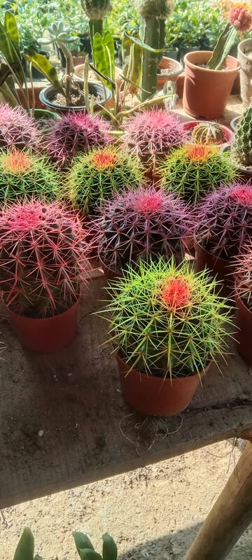 Colored Barrel Cactus Plant
