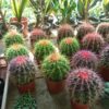 Colored Barrel Cactus Plant