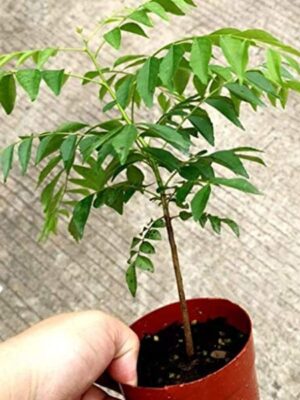 Curry Leaves Plant