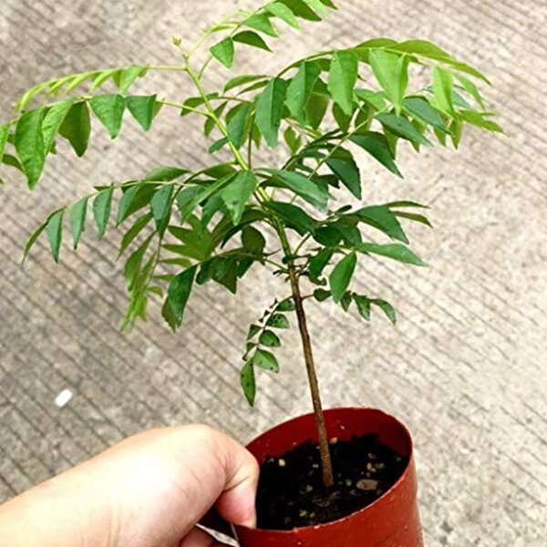 Curry Leaves Plant