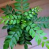 Curry Leaves Plant