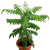 Curry Leaves Plant