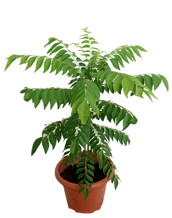 Curry Leaves Plant