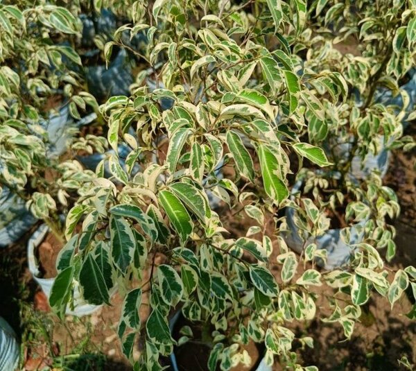 Ficus Benjimen Flower Plant
