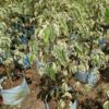 Ficus Benjimen Flower Plant