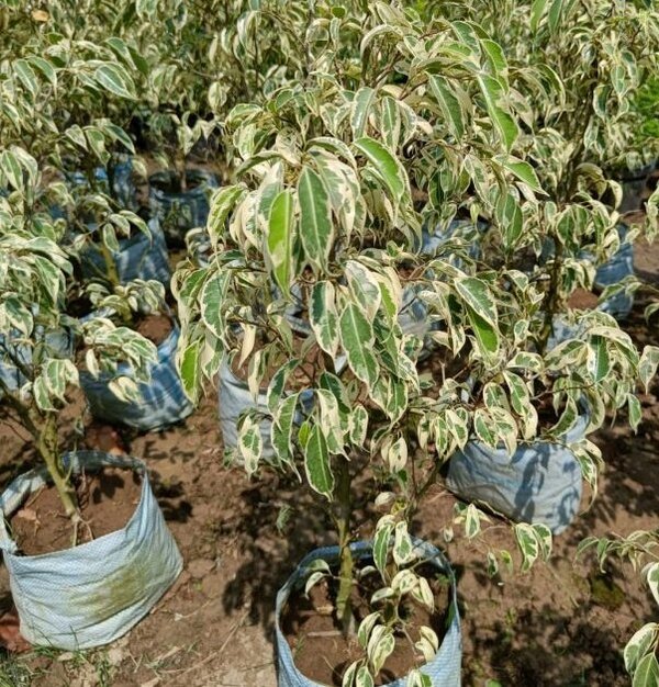Ficus Benjimen Flower Plant