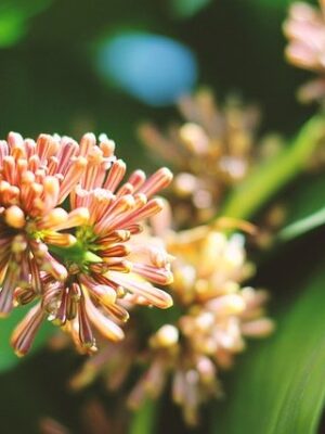 Fragrant Dracaena Plant