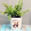 Hybrid-Jade-2-pli Hybrid Jade Plant