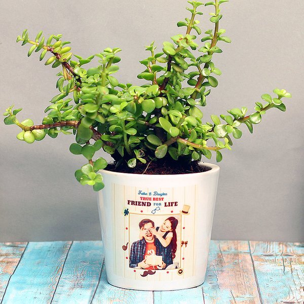 Hybrid-Jade-2-pli Hybrid Jade Plant
