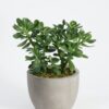 Hybrid-Jade-3-pli Hybrid Jade Plant