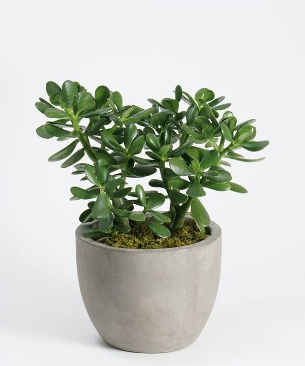 Hybrid-Jade-3-pli Hybrid Jade Plant
