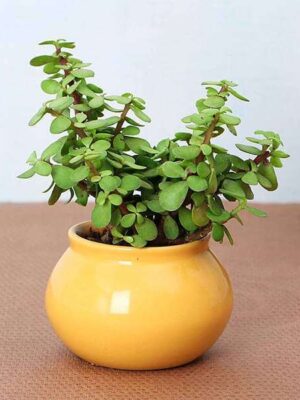 Hybrid-Jade-pli Hybrid Jade Plant