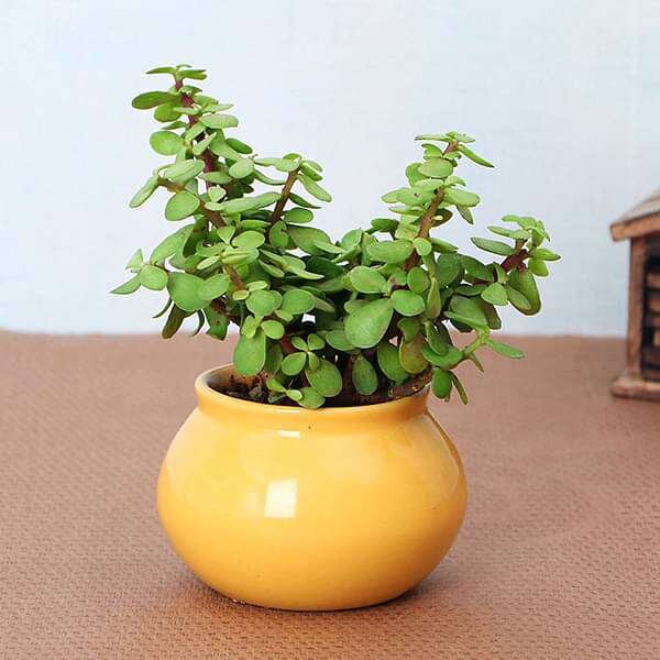 Hybrid-Jade-pli Hybrid Jade Plant