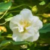 Land Lotus Flower Plant
