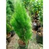 Oriental Arbor Vitae Plant
