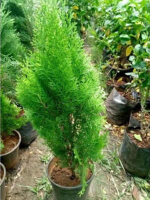 Oriental-Arbor-Vitae-2-pli Oriental Arbor Vitae Plant