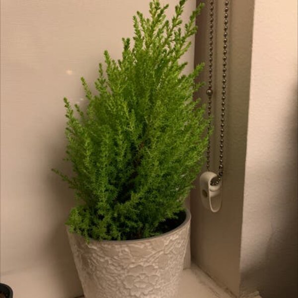 Oriental Arbor Vitae Plant