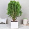 Oriental Arbor Vitae Plant