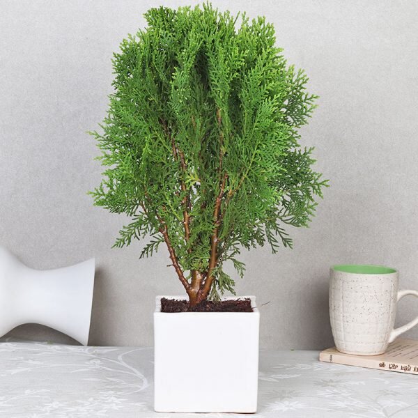 Oriental Arbor Vitae Plant
