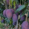 Palmer Mango Plant