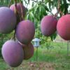 Palmer Mango Plant