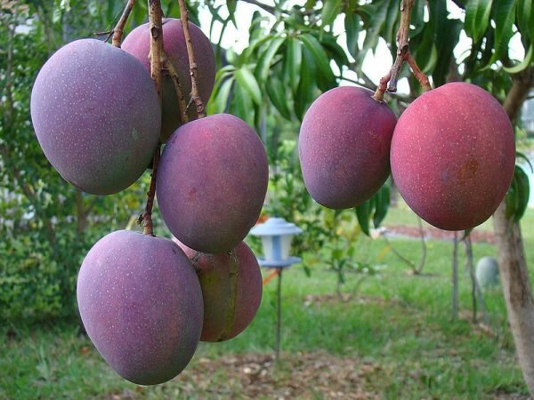 Palmer Mango Plant