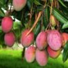 Palmer Mango Plant