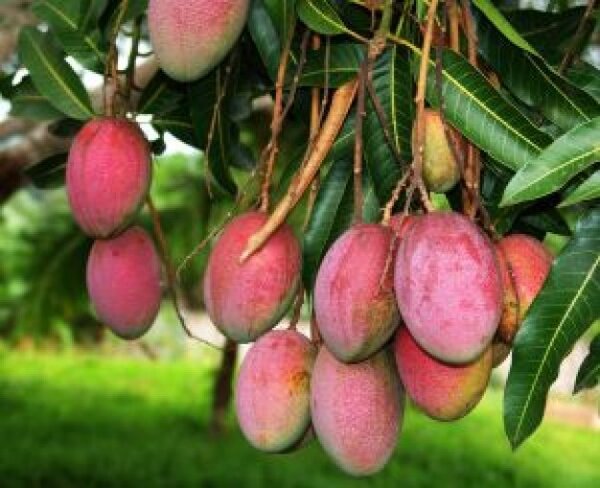 Palmer Mango Plant