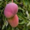 Palmer Mango Plant