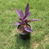 Purple-Heart-Hangflower-4-pli Purple Heart Hanging Plant