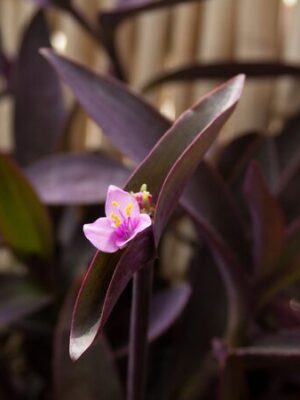 Purple Heart Hanging Plant