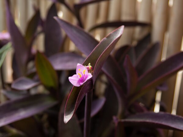 Purple-Heart-Hangflower-pli Purple Heart Hanging Plant