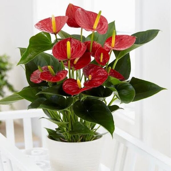 Red Anthurium Plant