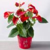 Red Anthurium Plant